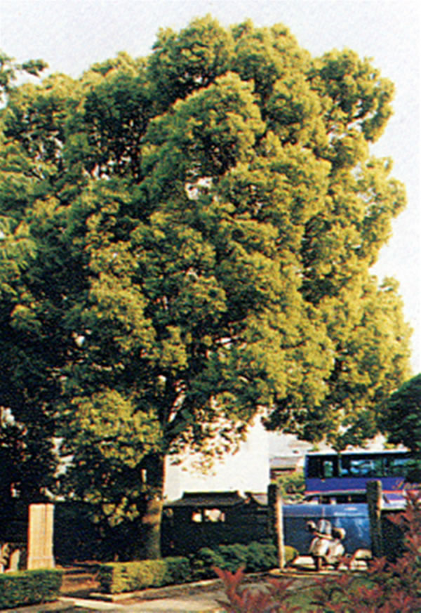 樹木-340