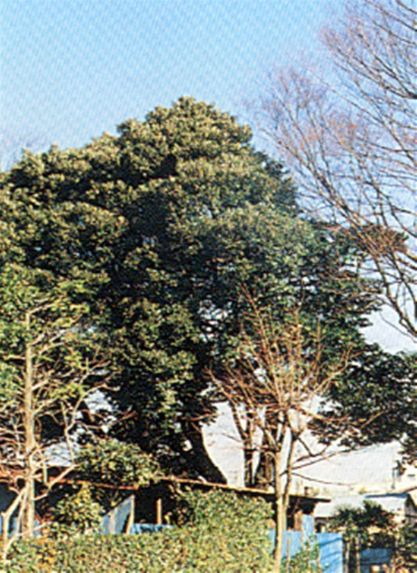 樹木-394