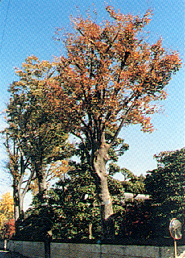 樹木-438