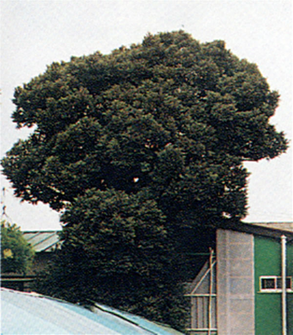 樹木-440