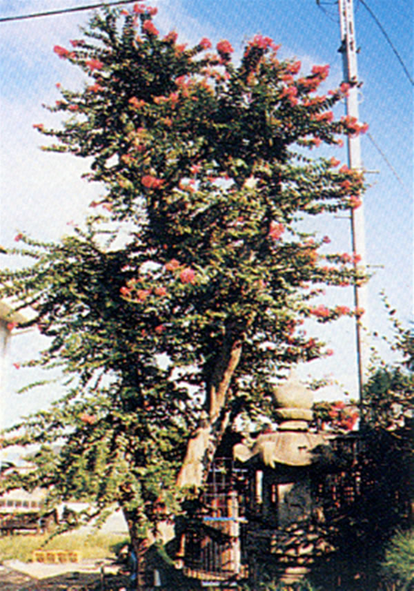 樹木-455