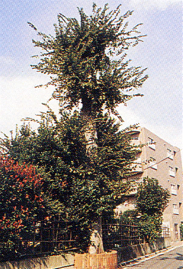 樹木-460