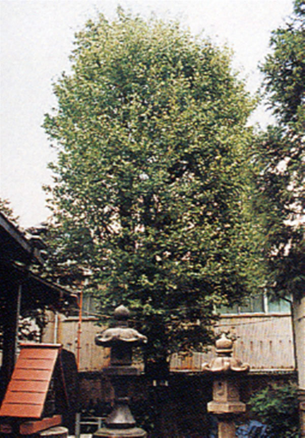 樹木-478