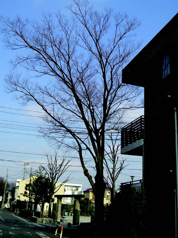 樹木-750